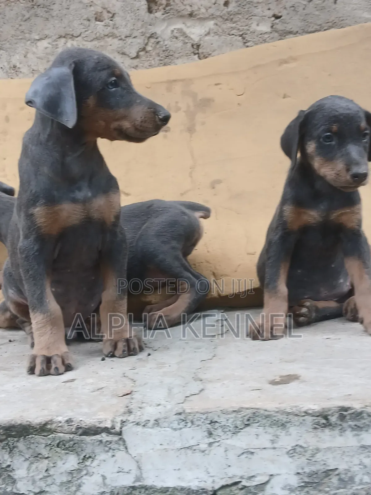 1-3 months Female Purebred Doberman Pinscher