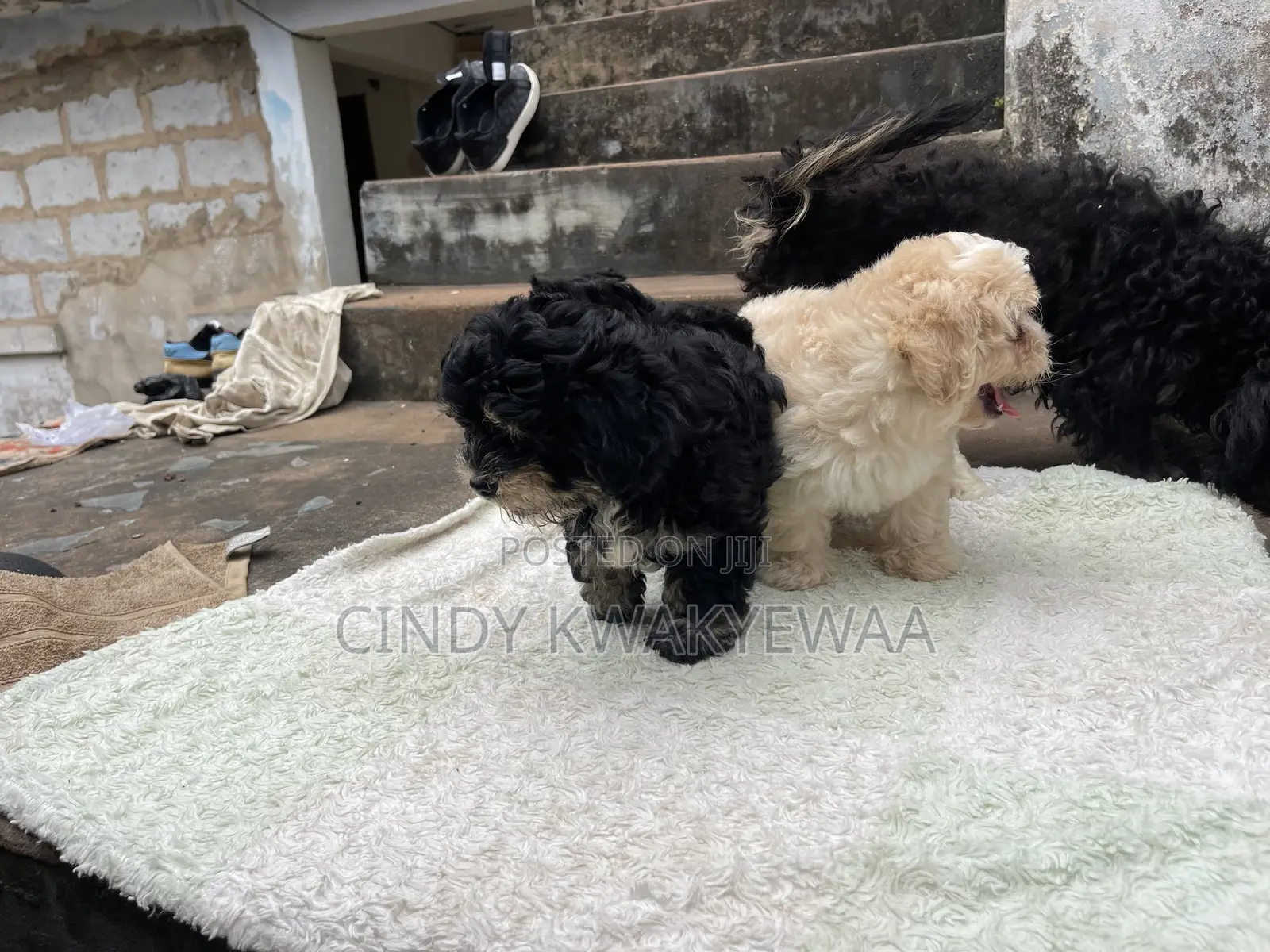 1-3 months Female Purebred Maltese
