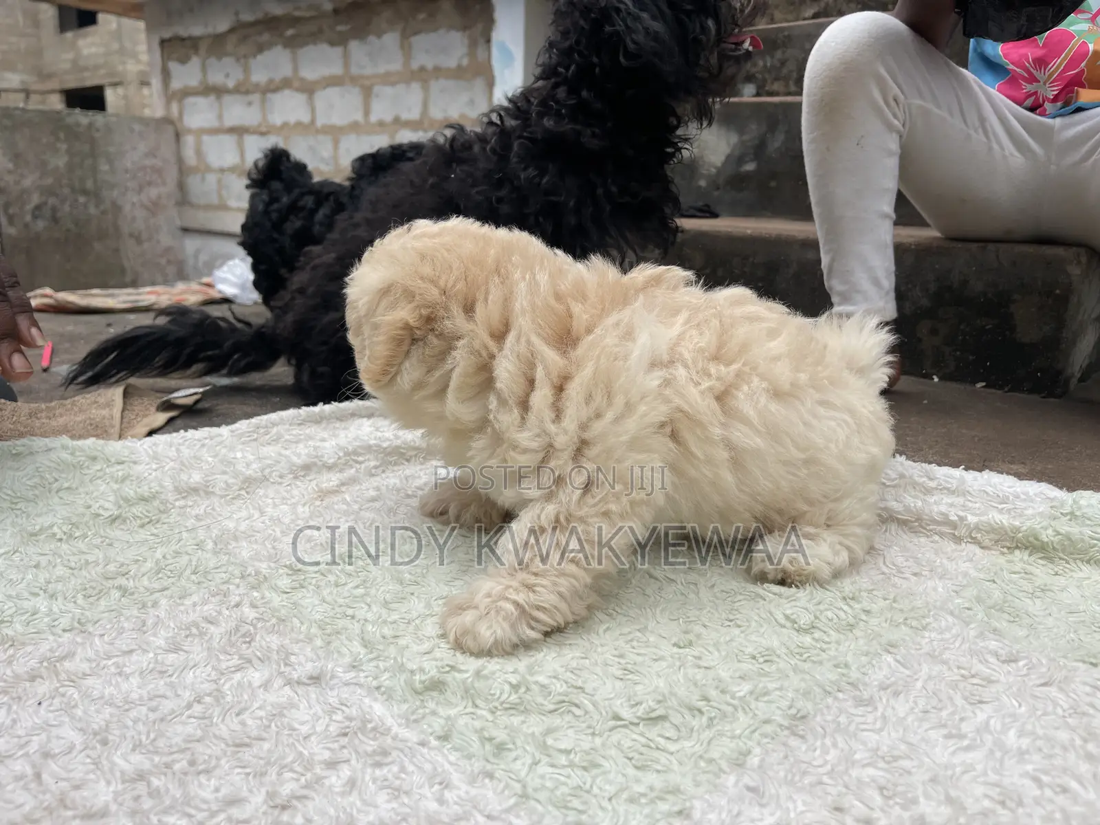1-3 months Female Purebred Maltese
