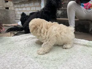 1-3 months Female Purebred Maltese