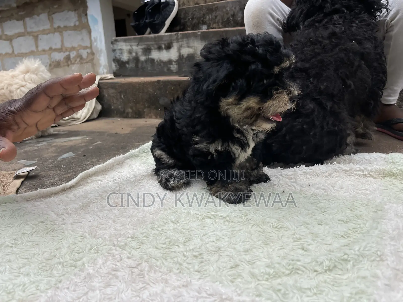 1-3 months Female Purebred Maltese
