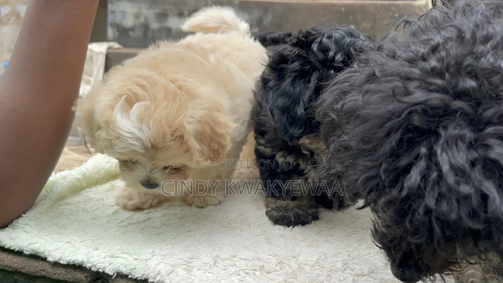 1-3 months Female Purebred Maltese