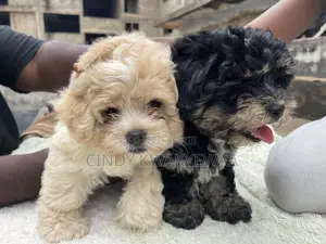 1-3 months Female Purebred Maltese