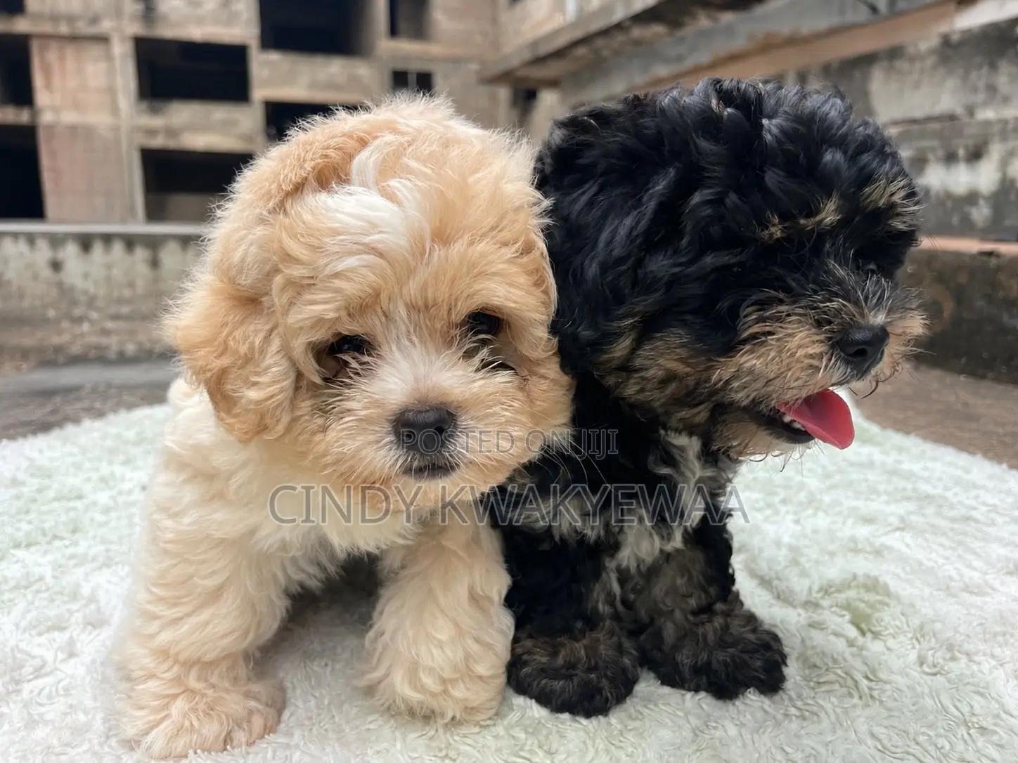 1-3 months Female Purebred Maltese