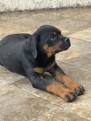1-3 months Female Purebred Rottweiler