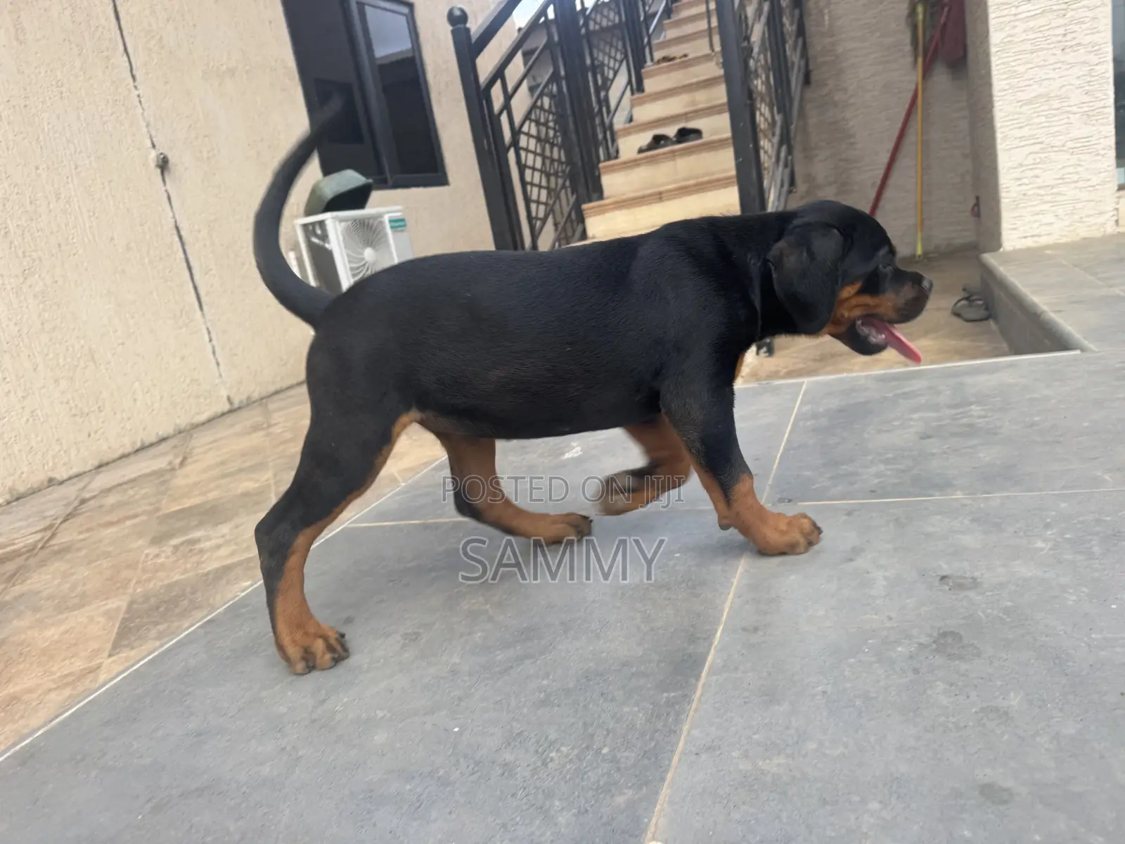 1-3 months Female Purebred Rottweiler