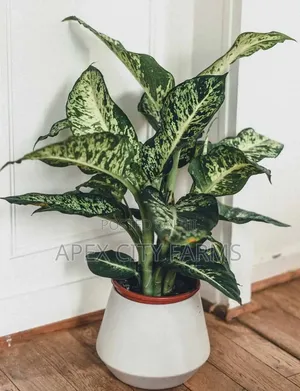 Leopard Lily, Best Flower "Poted Non Poted"