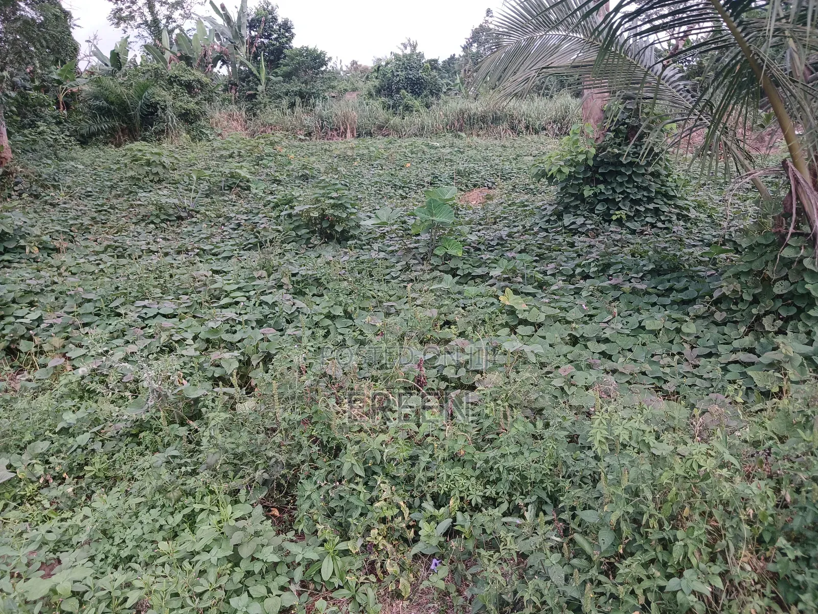 2 Plots of Land for Sale