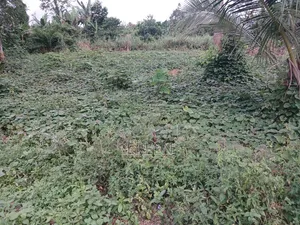 2 Plots of Land for Sale