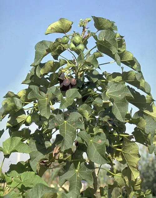 White Jatropa (Nkranedua)