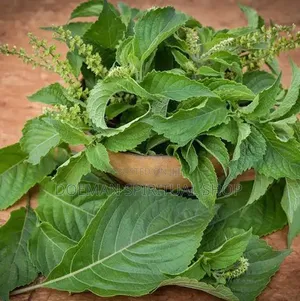 Nunum Leaves(African Basil)