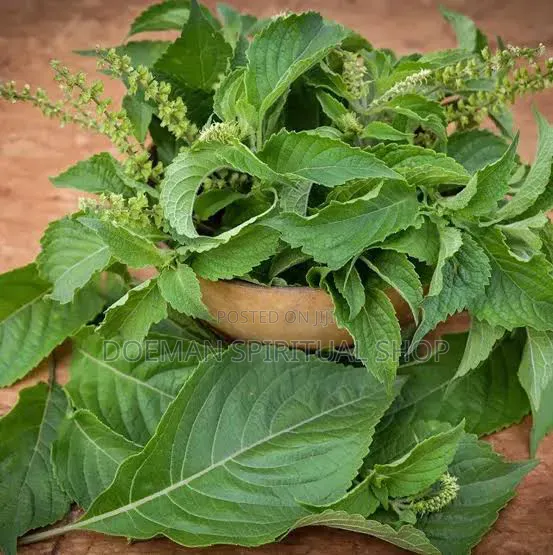 Nunum Leaves(African Basil)