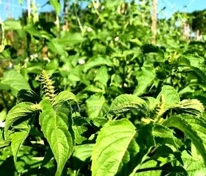 Nunum Leaves(African Basil)