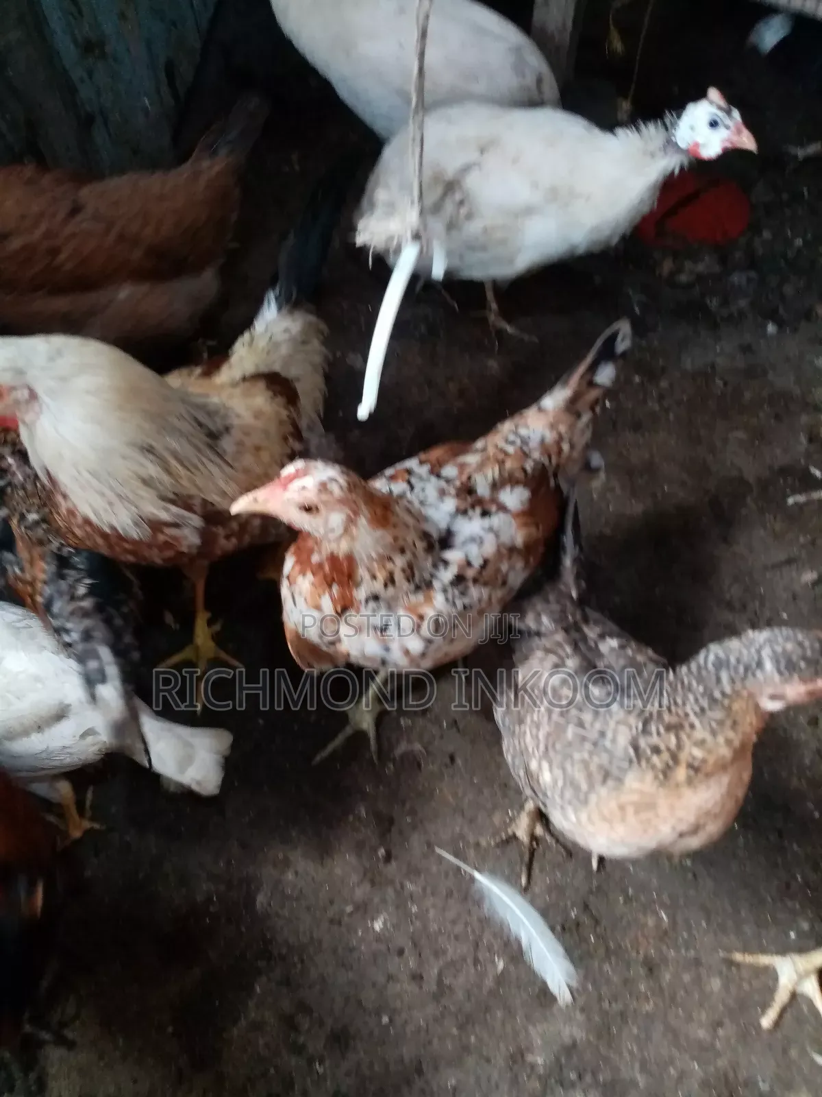Very Strong and Healthy Local Chickens