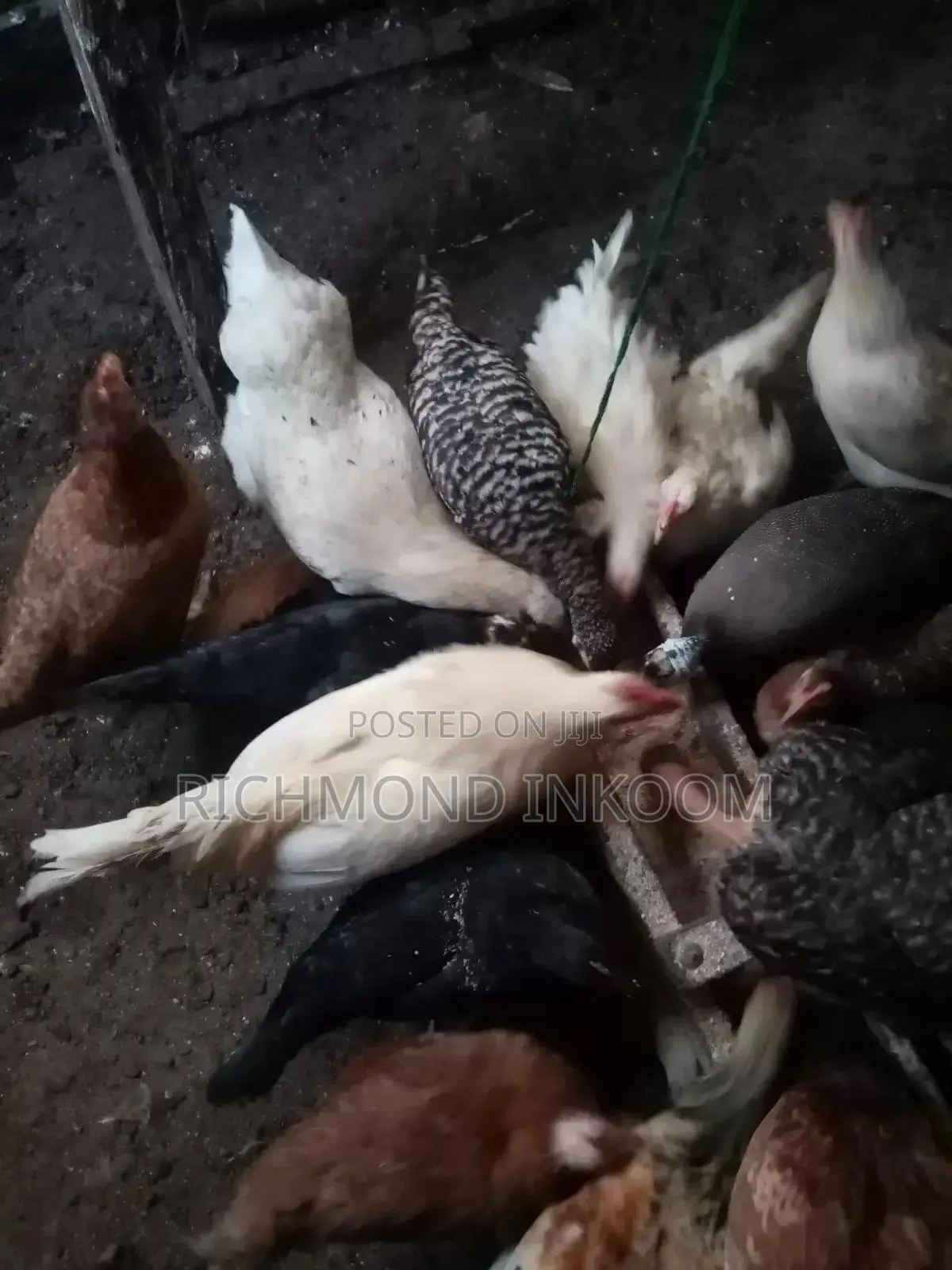 Very Strong and Healthy Local Chickens