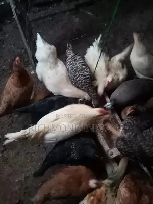 Very Strong and Healthy Local Chickens