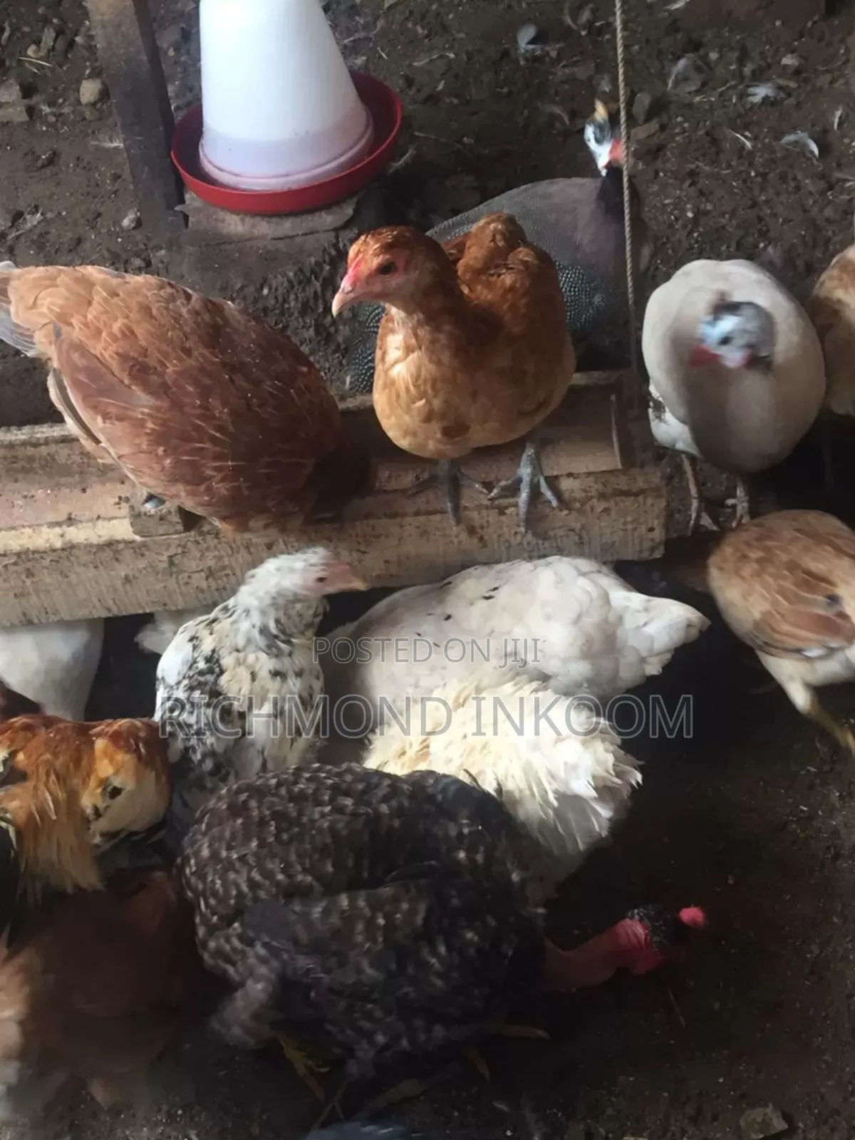 Local Chickens