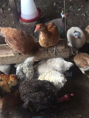 Local Chickens