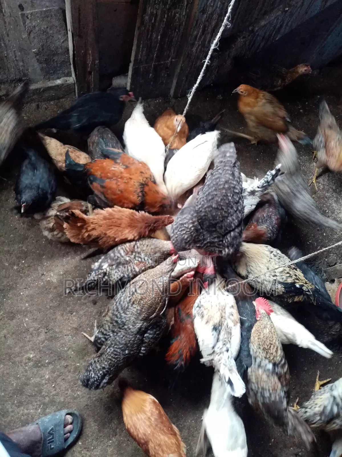 Local Chickens