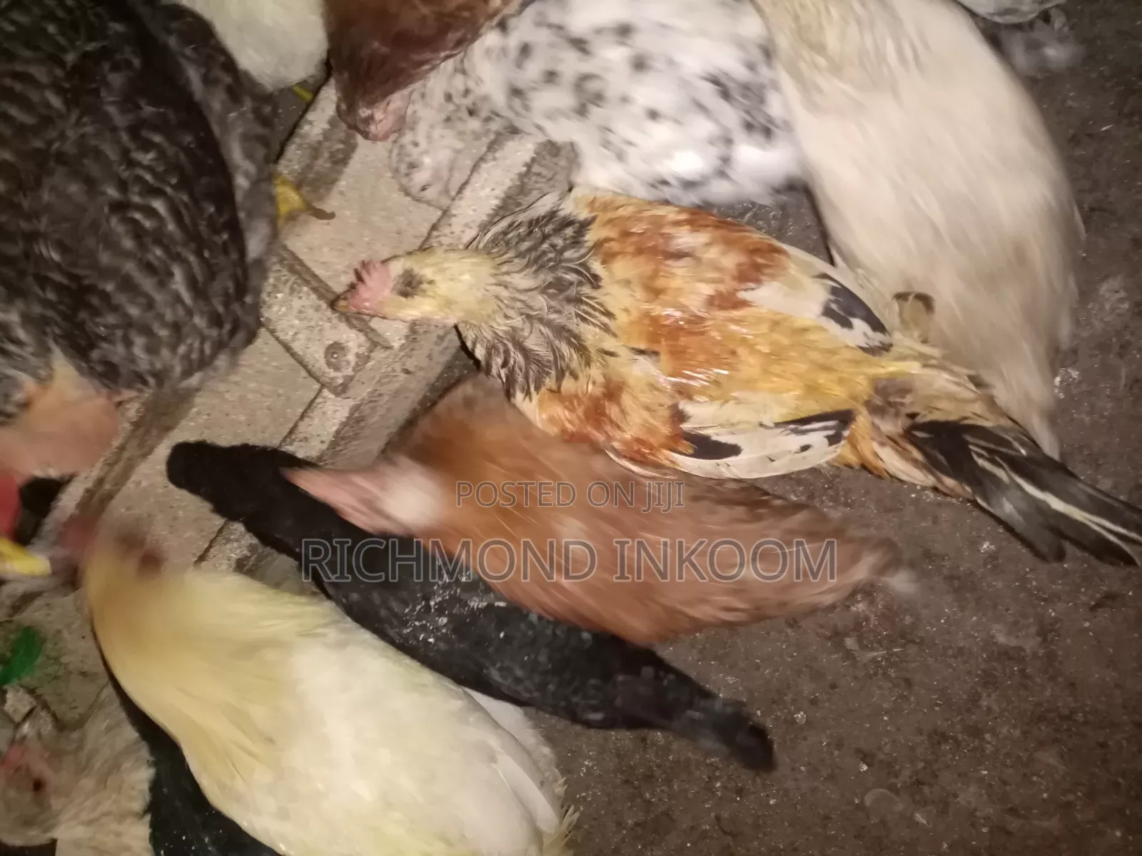 Local Chickens