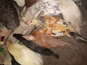 Local Chickens