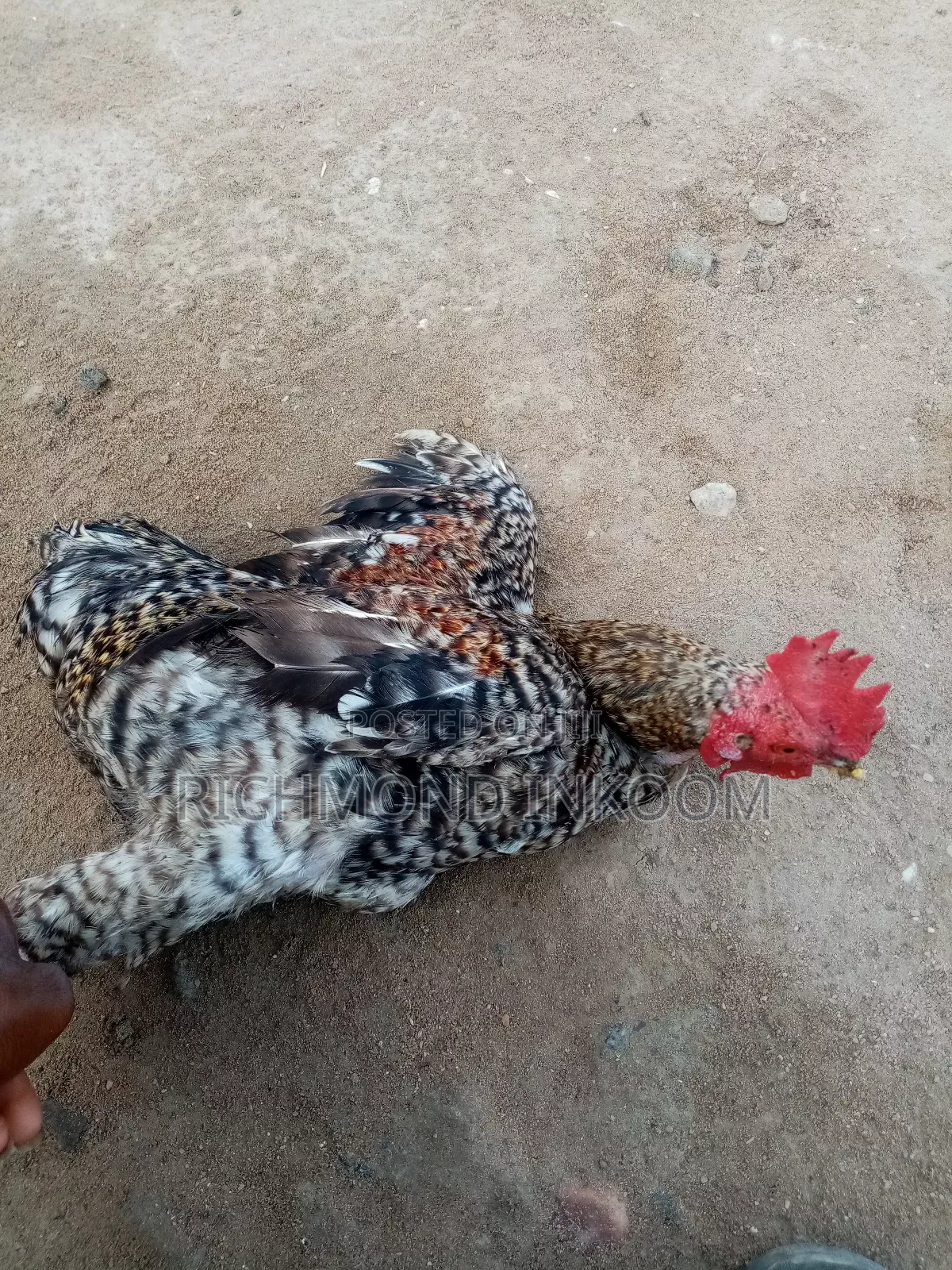 Local Chickens