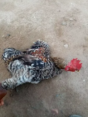 Local Chickens