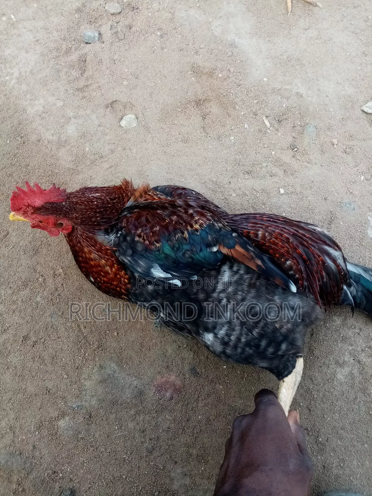 Local Chickens