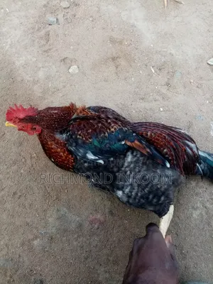 Local Chickens