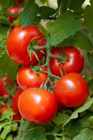 F1 Tomato Seeds (50grams)