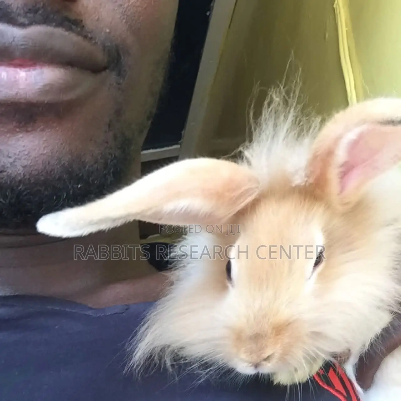 Free Rabbit Consultation and Treatment Guide
