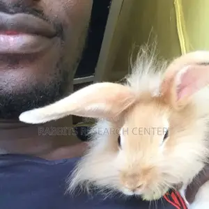 Free Rabbit Consultation and Treatment Guide