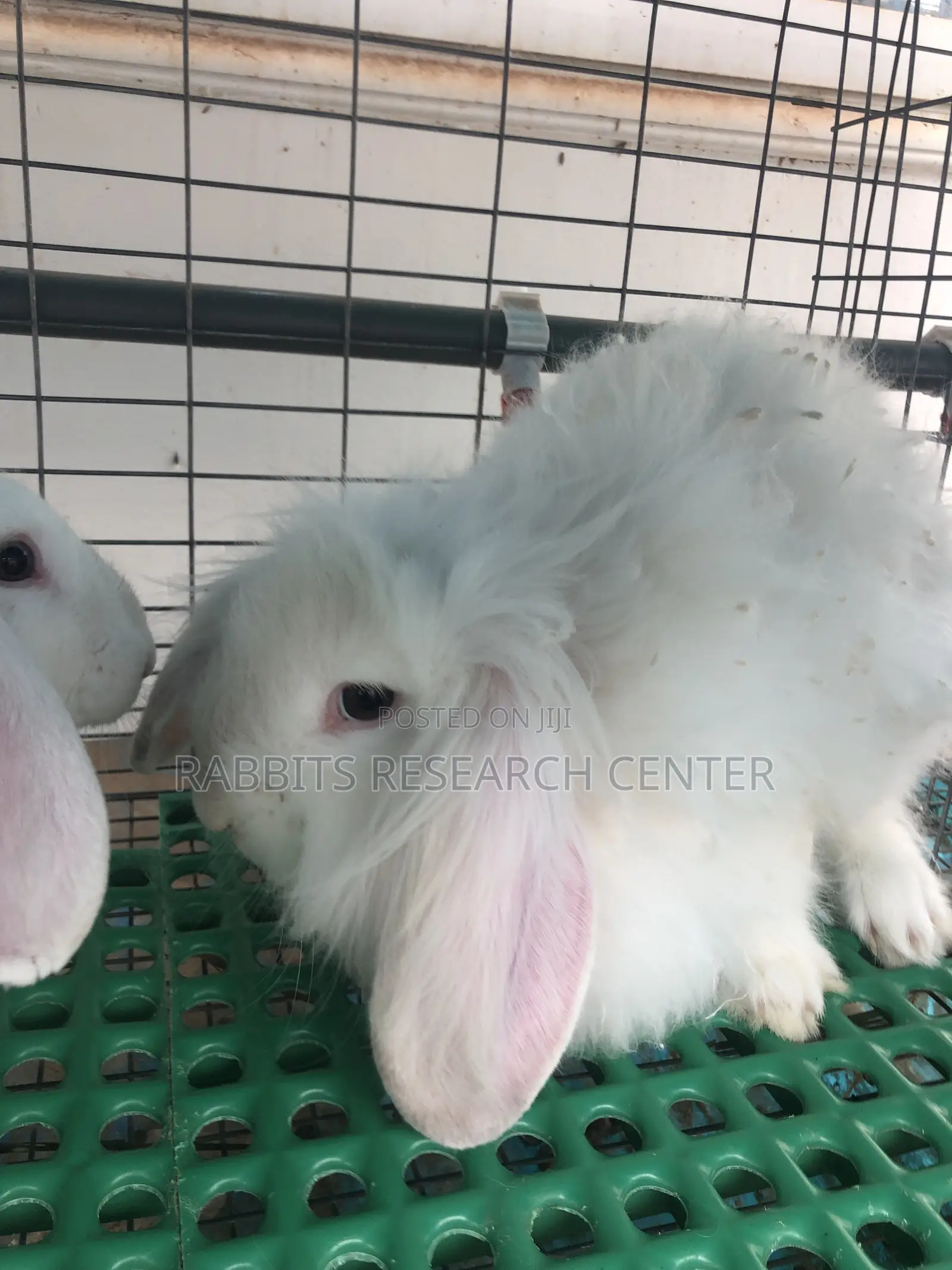 Free Rabbit Consultation and Treatment Guide
