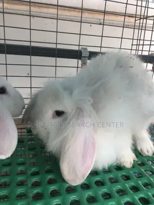 Free Rabbit Consultation and Treatment Guide