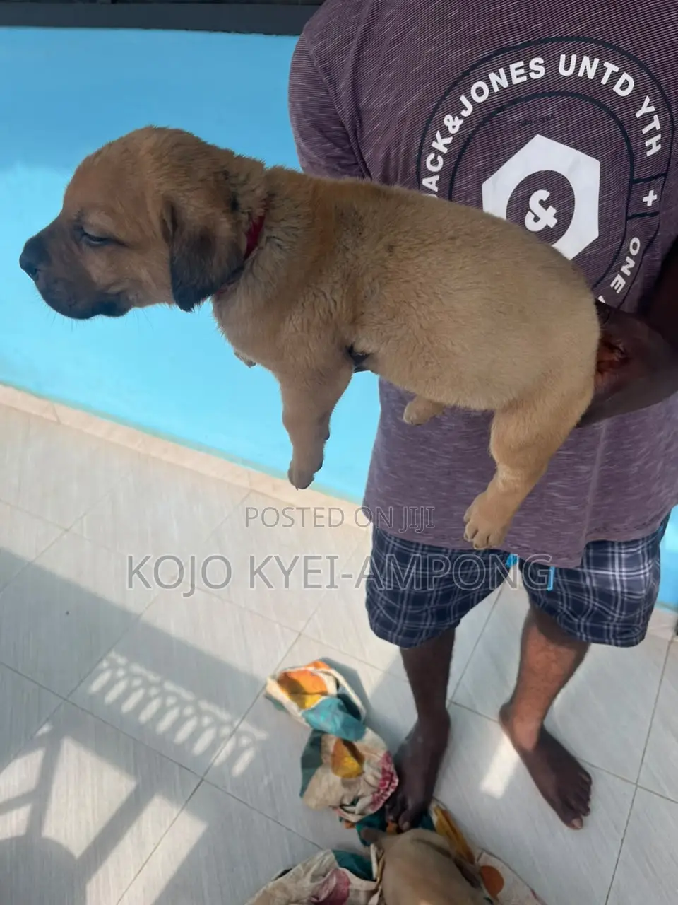 1-3 months Female Purebred Boerboel