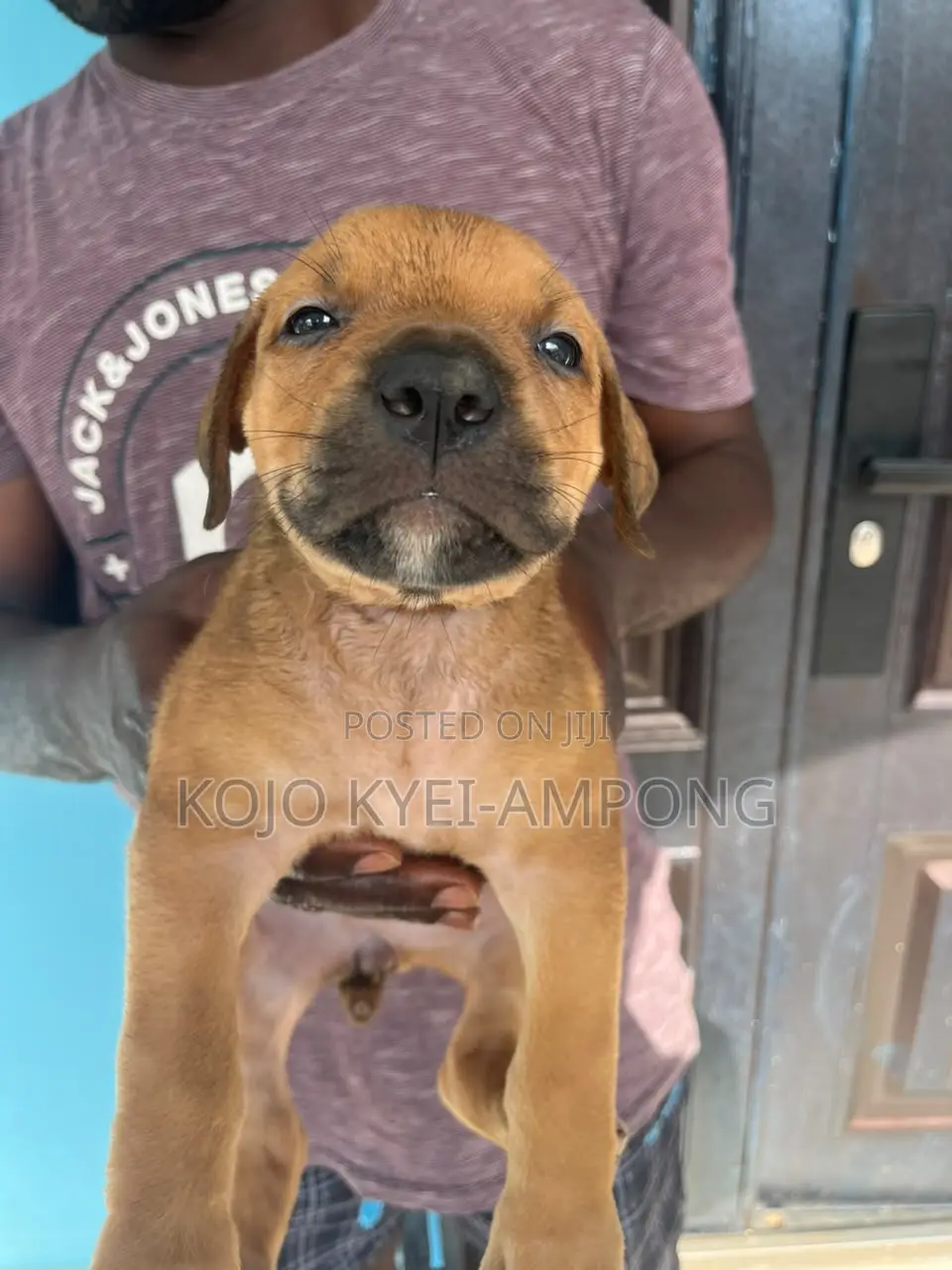 1-3 months Female Purebred Boerboel