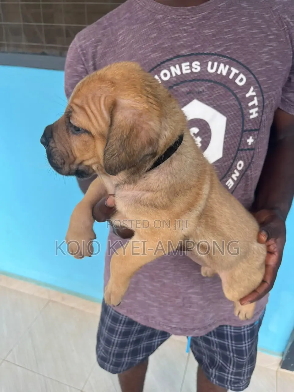 1-3 months Female Purebred Boerboel