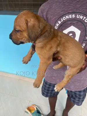 1-3 months Female Purebred Boerboel