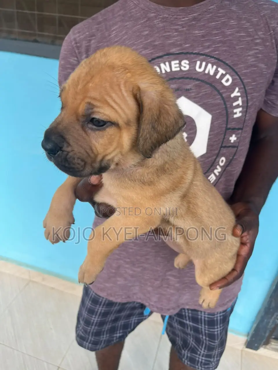 1-3 months Female Purebred Boerboel