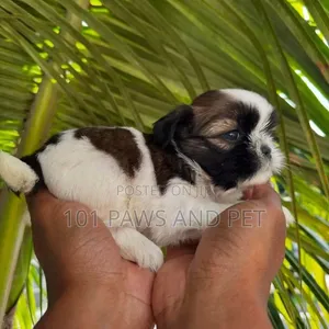 1-3 months Female Purebred Shih Tzu