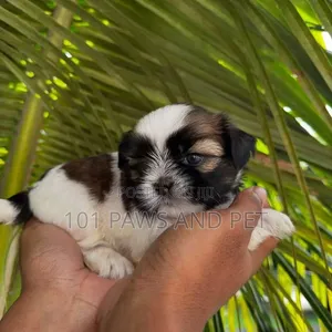 1-3 months Female Purebred Shih Tzu