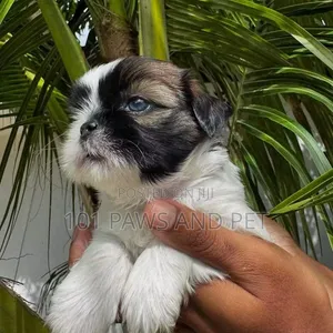 1-3 months Female Purebred Shih Tzu