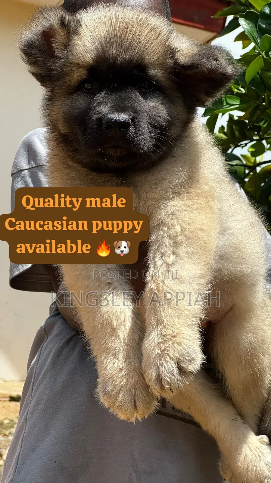 1-3 months Male Purebred Caucasian Shepherd