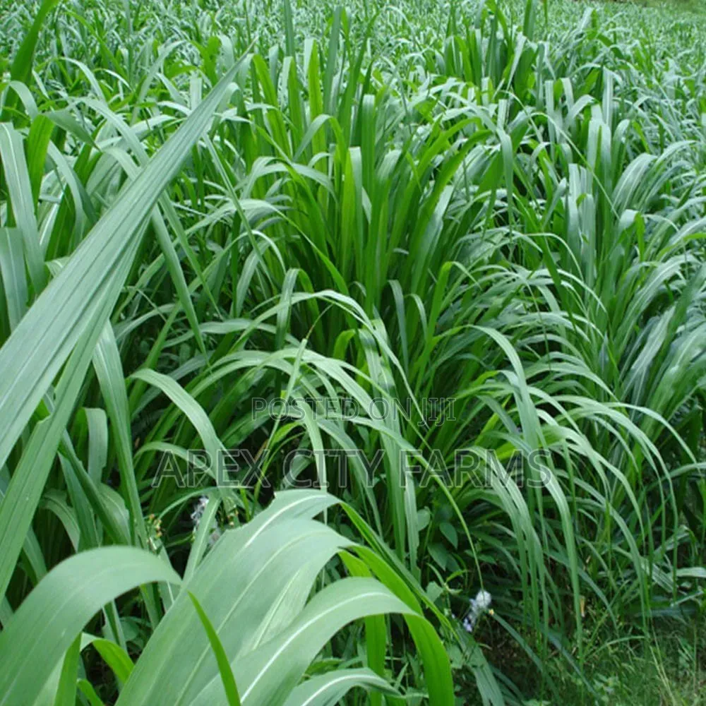 Napier Grass for Goat, Sheep's, Catle, Rabit, Grasscuter Etc