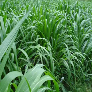 Napier Grass for Goat, Sheep's, Catle, Rabit, Grasscuter Etc