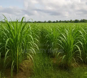 Napier Grass for Goat, Sheep's, Catle, Rabit, Grasscuter Etc
