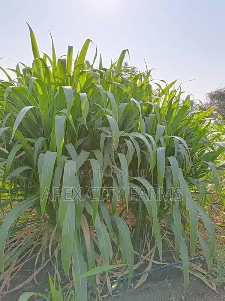 Napier Grass for Goat, Sheep's, Catle, Rabit, Grasscuter Etc