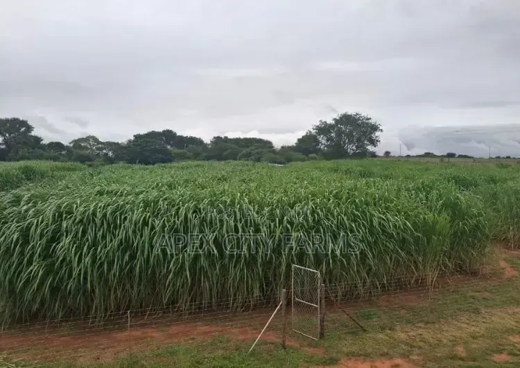 Napier Grass for Goat, Sheep's, Catle, Rabit, Grasscuter Etc