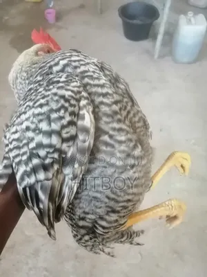 Full Grow Chicken