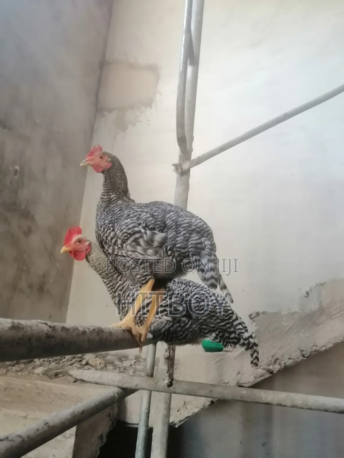 Full Grow Chicken